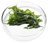 Aquamin® Algae