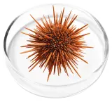 Marine Collagen
